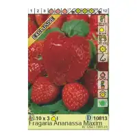 Ягоди Максима Fragaria × ananassa Maxima - 3 бр корени