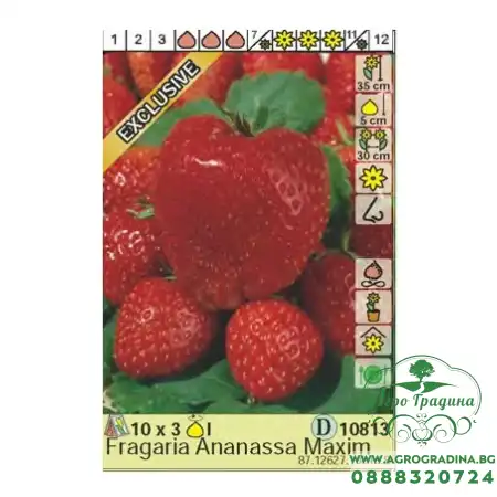 Ягоди Максима Fragaria × ananassa Maxima - 3 бр корени
