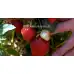 Ягоди Максима Fragaria × ananassa Maxima - 3 бр корени