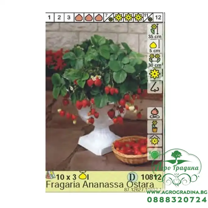 Ягоди Остара / Fragaria × ananassa Ostara - 3 бр корени