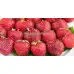 Ягоди Остара Fragaria × ananassa Ostara - 3 бр корени
