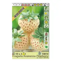 Ягоди Пайнбери Fragaria × ananassa Pineberry - 2 бр корени