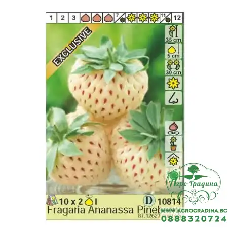 Ягоди Пайнбери Fragaria × ananassa Pineberry - 2 бр корени