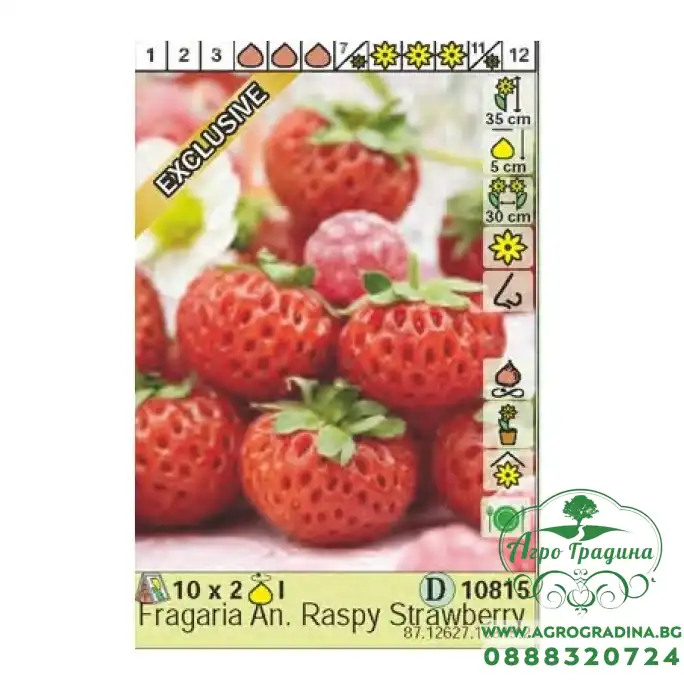 Ягоди Распи / Fragaria × ananassa Raspy Strawberry - 2 бр корени
