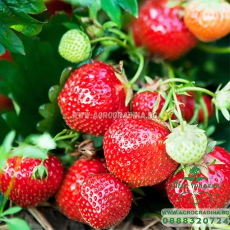 Food Raspy Ягоди Распи / Fragaria × ananassa Raspy Strawberry - 2 бр корени