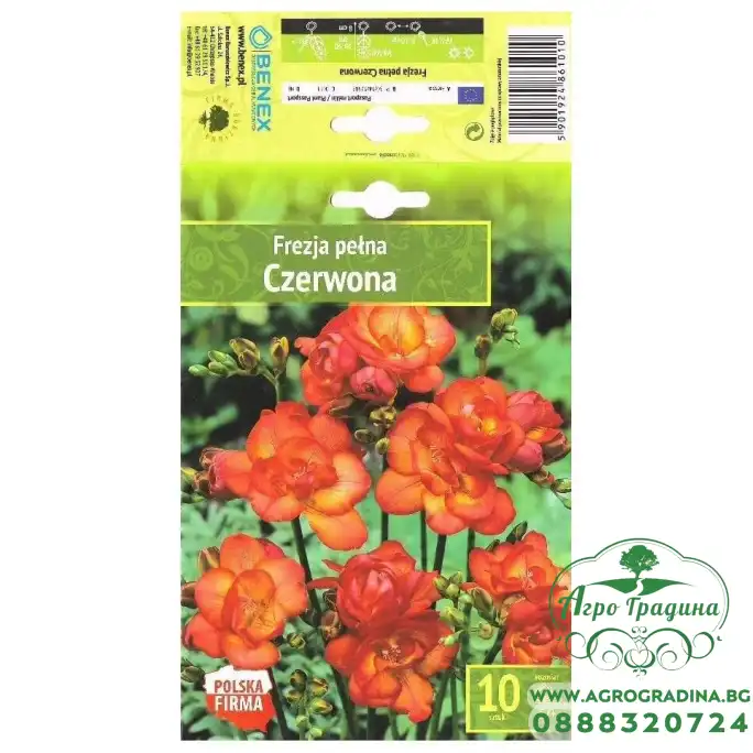 Фрезия Червена Freesia Red Czerwona- 10 бр луковици Фрезия Червена Freesia Red Czerwona- 10 бр луковици