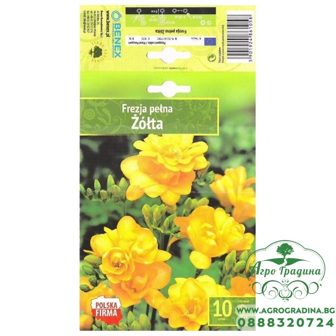Фрезия Жълта  / Freesia Zolta- 10 бр луковици