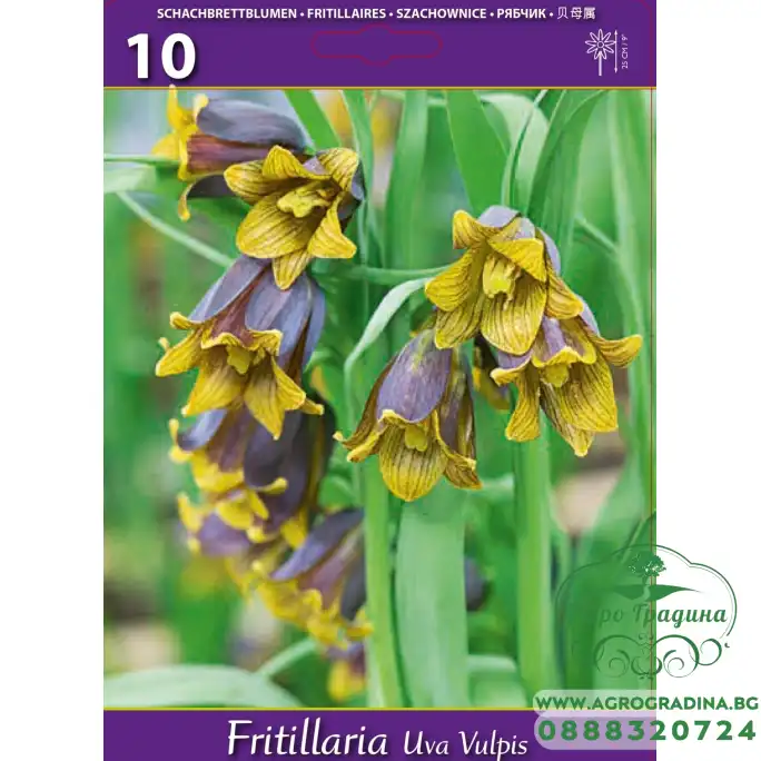 Фритилариа (гроздова лисица) Fritillaria uva vulpis - 10 бр луковици Фритилариа (гроздова лисица) Fritillaria uva vulpis - 10 бр луковици