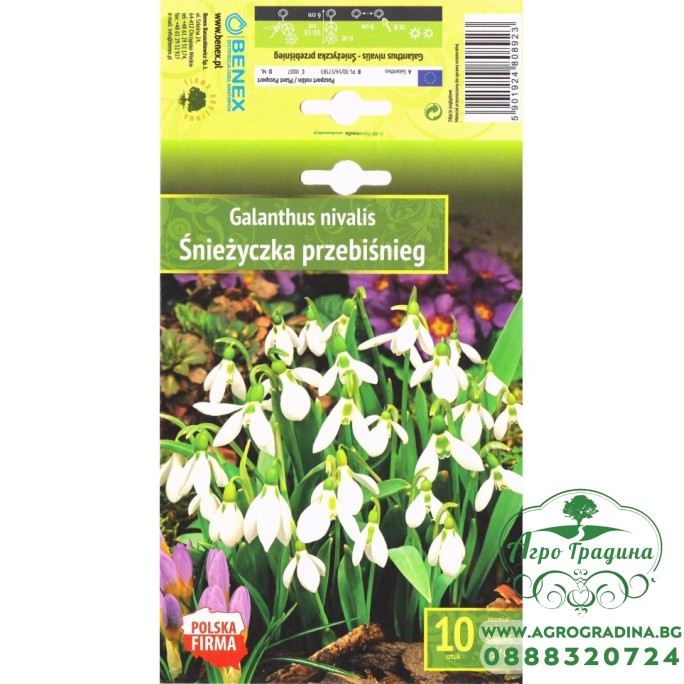 Кокиче / Galanthus nivalis - 10 бр луковици