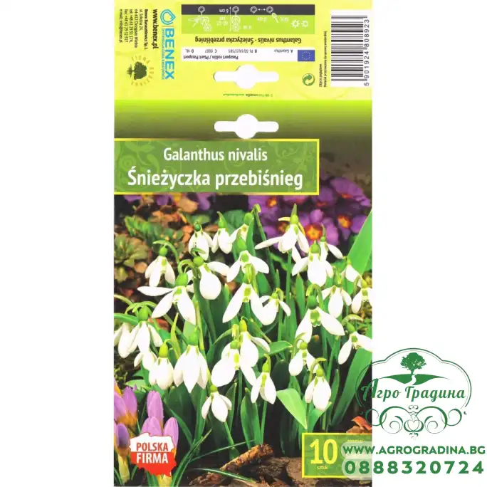 Кокиче Galanthus nivalis - 10 бр луковици Кокиче Galanthus nivalis - 10 бр луковици
