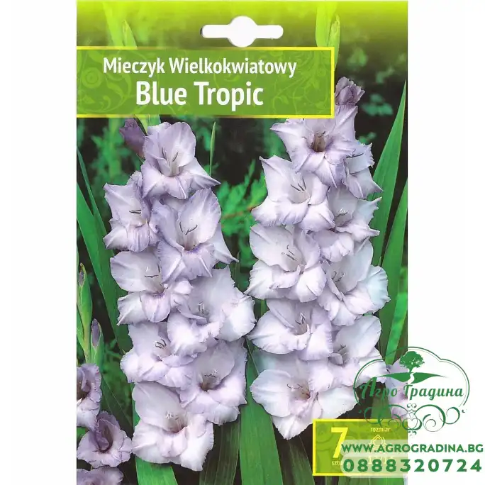 Гладиоли Син Тропик / Gladiolus L - 7 бр луковици