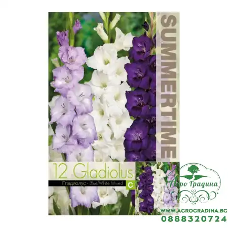 Гладиоли Синьо-Бял Микс Gladiolus L - 12 бр луковици
