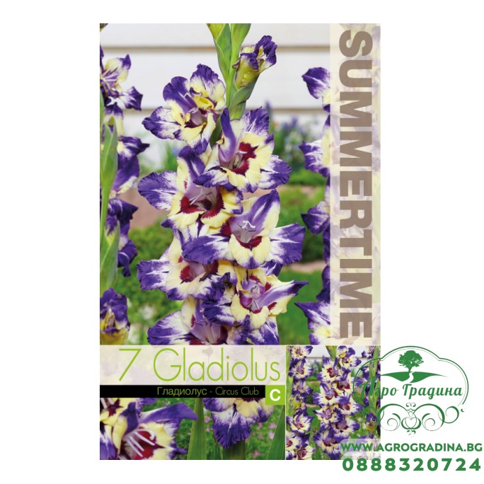 Гладиоли Circus Club / Gladiolus L - 7 бр луковици