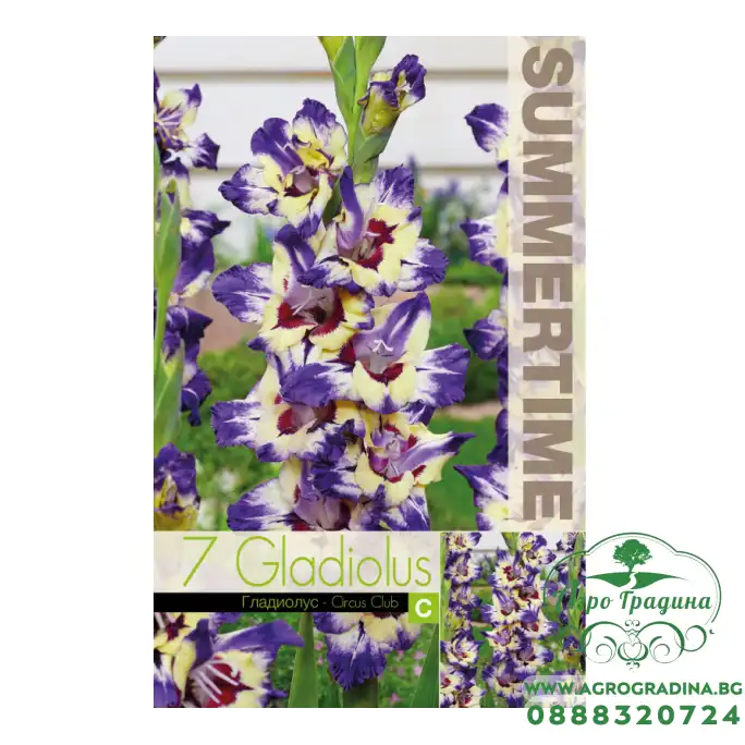 Гладиоли Circus Club / Gladiolus L - 7 бр луковици