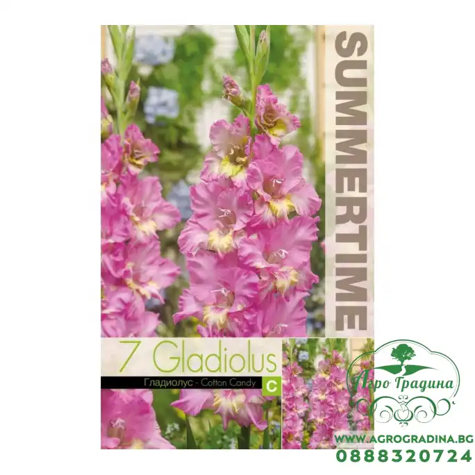 Гладиоли Захарен памук / Gladiolus L - 7 бр луковици