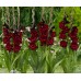 Гладиоли Espresso Gladiolus L - 7 бр луковици – Пролетни луковици