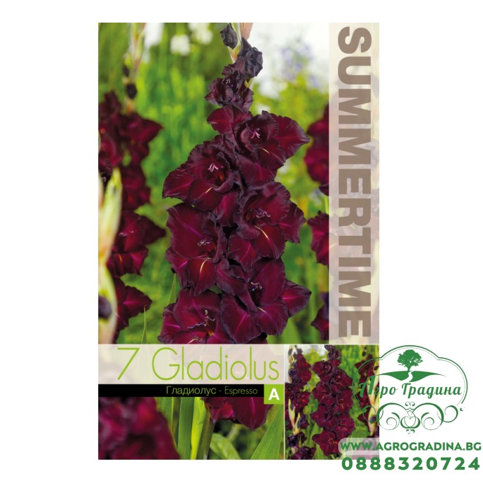 Гладиоли Espresso / Gladiolus L - 7 бр луковици