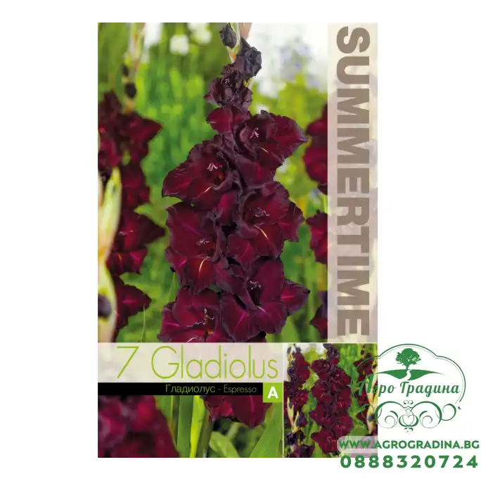 Гладиоли Espresso / Gladiolus L - 7 бр луковици
