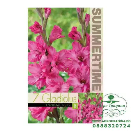 Гладиоли Kingston Gladiolus L - 7 бр луковици