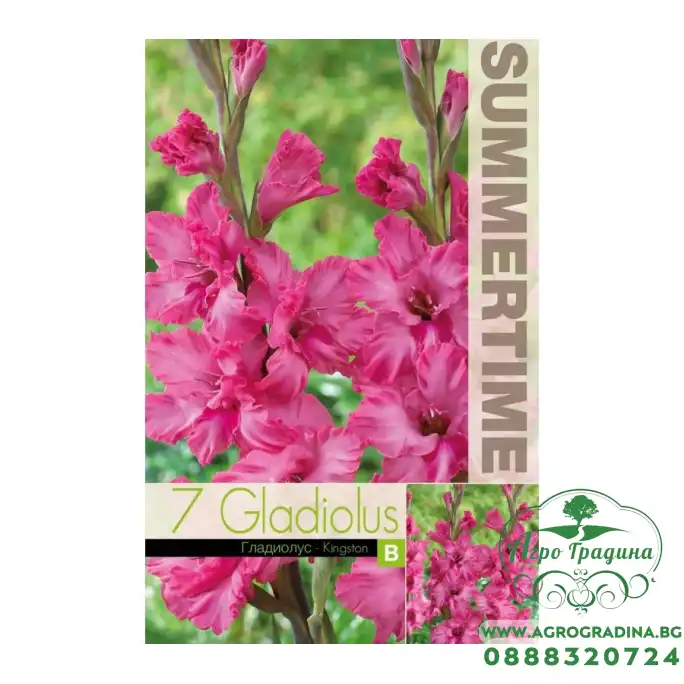 Гладиоли Kingston / Gladiolus L - 7 бр луковици