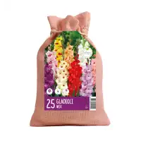 Чанта с Гладиоли Микс Gladiolus - 25 бр луковици