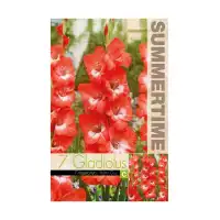 Гладиоли Pretty Guy Gladiolus L - 7 бр луковици