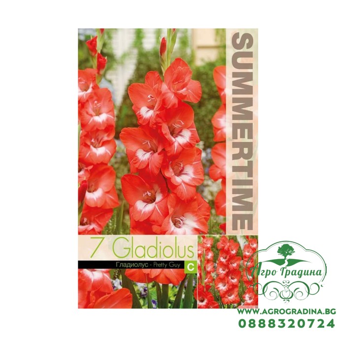 Гладиоли Pretty Guy / Gladiolus L - 7 бр луковици