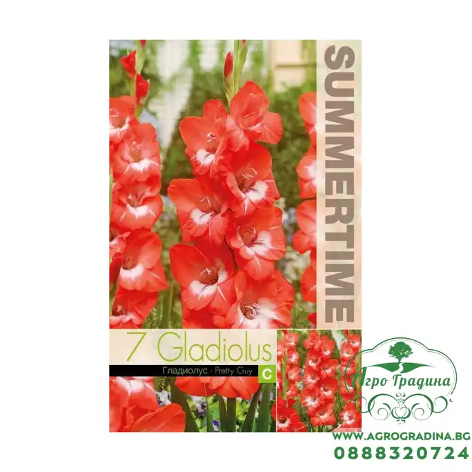 Гладиоли Pretty Guy / Gladiolus L - 7 бр луковици