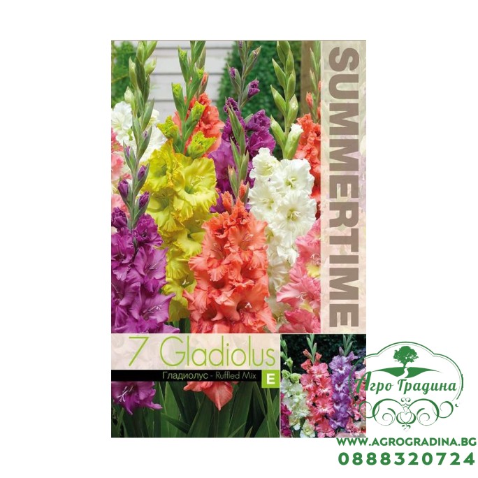 Гладиоли Къдрав Микс / Gladiolus L - 7 бр луковици
