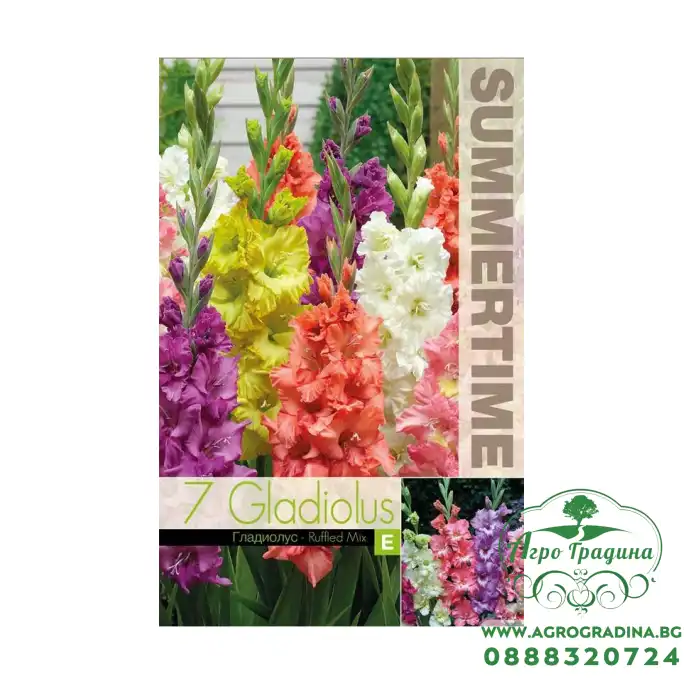 Гладиоли Къдрав Микс / Gladiolus L - 7 бр луковици