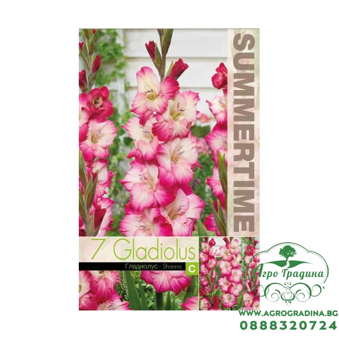 Гладиоли Shanna / Gladiolus L - 7 бр луковици