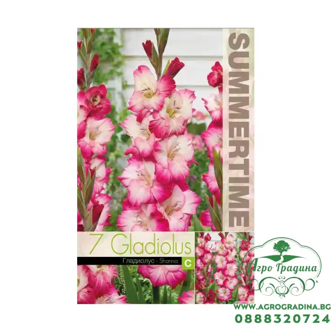 Гладиоли Shanna / Gladiolus L - 7 бр луковици