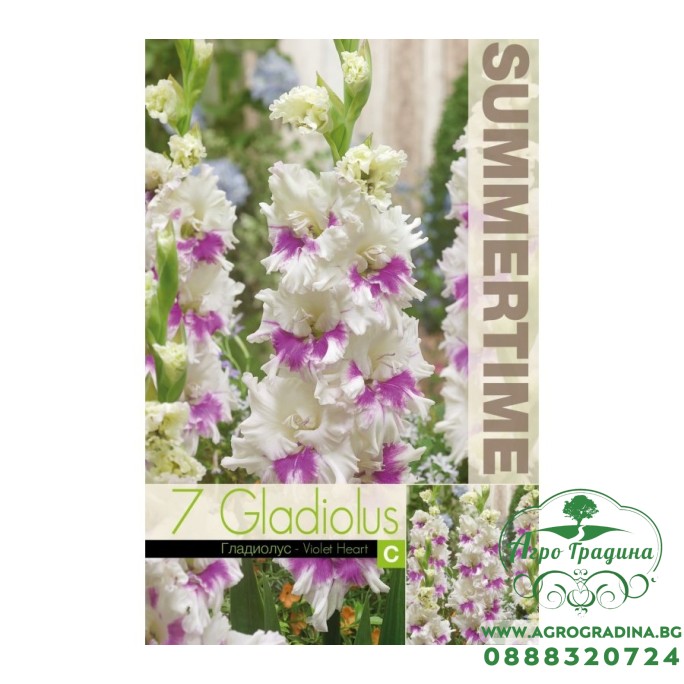 Гладиоли Виолетово сърце / Gladiolus L - 7 бр луковици
