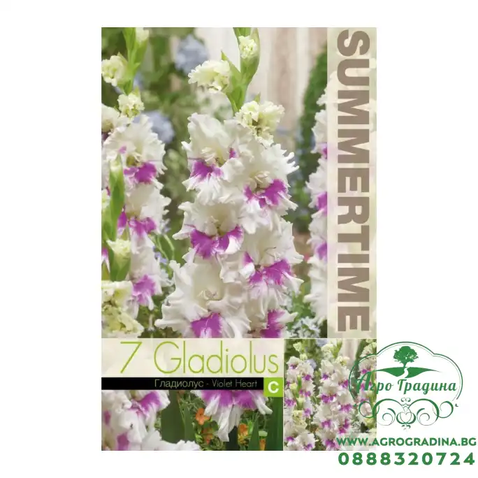 Гладиоли Виолетово сърце / Gladiolus L - 7 бр луковици