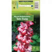 Гладиоли Teds Trump - 7 бр луковици 