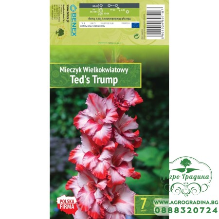 Гладиоли Teds Trump - 7 бр луковици 