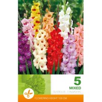 Гладиоли Микс - 5 бр луковици 