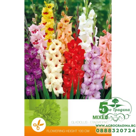 Гладиоли Микс - 5 бр луковици 