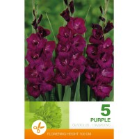Гладиоли Лилави - 5 бр луковици 