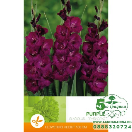 Гладиоли Лилави - 5 бр луковици 