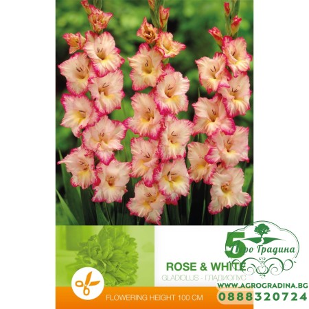 Гладиоли Розово и Бяло - 5 бр луковици 