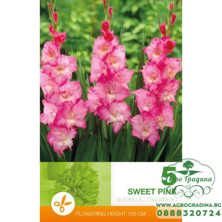 Гладиоли Sweet Pink - 5 бр луковици 
