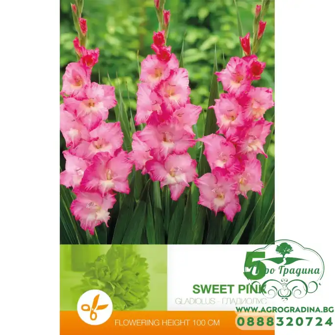 Гладиоли Sweet Pink - 5 бр луковици 