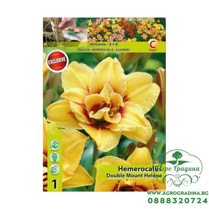 Хемерокалис / Hemerocallis Double Mount Helena - 1 бр луковица
