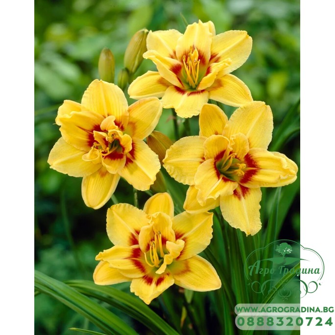 Хемерокалис Hemerocallis Double Mount Helena - 1 бр луковица Хемерокалис Hemerocallis Double Mount Helena - 1 бр луковица