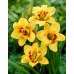 Хемерокалис Hemerocallis Double Mount Helena - 1 бр луковица – Пролетни луковици