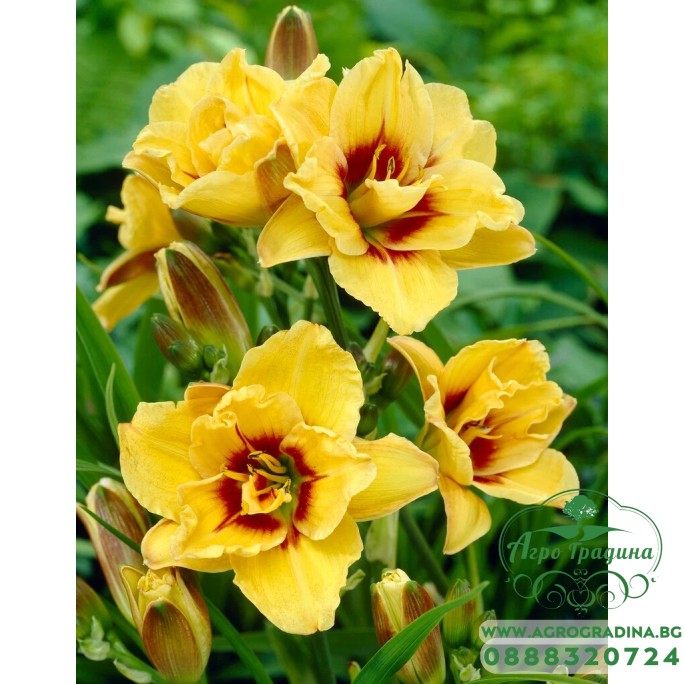 Хемерокалис Hemerocallis Double Mount Helena - 1 бр луковица Хемерокалис Hemerocallis Double Mount Helena - 1 бр луковица