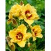 Хемерокалис Hemerocallis Double Mount Helena - 1 бр луковица – Пролетни луковици