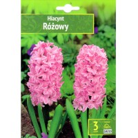 Зюмбюл Източен Розов / Hyacinthus orientalis Rozowy - 3 бр луковици