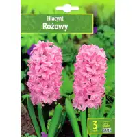 Зюмбюл Източен Розов / Hyacinthus orientalis Rozowy - 3 бр луковици